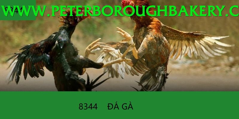 Đá Gà Trực Tiếp - Ưu đãi đặc biệt